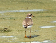Charadrius semipalmatus from Northumberland County, VA, USA on 2025년 07월 20일 (일) at 11:04 오전 by stumpgazer. Was... 