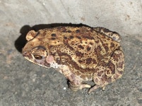 아시아검은안경두꺼비 from 2/1, Kamana Guda, Gudari, Odisha... iNaturalist 아시아검은안경두꺼비 (Duttaphrynus melanostictus)