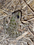 Pelophylax ridibundus from 827017 Letea, Románia on 2025년 07월 18일 (금) at 10:13 오후 by Kárpáti Marcell · iNaturalist... 