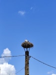 유럽홍부리황새 from 827017 Letea, Románia on 2025년 07월 19일 (토) at 02:23 오후 by Kárpáti Marcell · iNaturalist... 