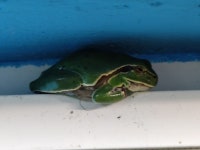 Hyla orientalis from 827017 Letea, Románia on 2025년 07월 19일 (토) at 07:38 오후 by Kárpáti Marcell · iNaturalist Hyla... 