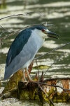 해오라기 from Upper Lake Loop Trail, Los Gatos, CA, US on... at 07:45 오후 by ntucey · iNaturalist 해오라기 (Nycticorax nycticorax)