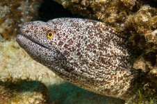 Gymnothorax annasona from Lord Howe Island, New South Wales, AU on 2008년 12월 28일 (일) by Erik Schlogl · iNaturalist... 