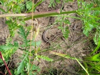 모래장지뱀 from 28832 Achim, Deutschland on 2025년 07월 26일... 오후 by bebielefeld · iNaturalist 모래장지뱀 (Lacerta agilis)