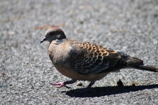 멧비둘기 from 대한민국 제주특별자치도 서귀포시 색달동 on 2025년 07월 24일 (목) at 02:14 오후 by Woochan Yang... 