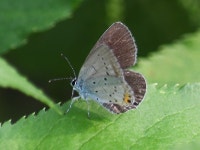암먹부전나비 from Palude del Busatello on 2019년 09월 17일... by Ernesto Cavallini · iNaturalist 암먹부전나비 (Cupido argiades)
