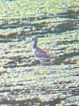 Tringa melanoleuca from Sandy Beach Rd, Petersburg, AK, US on 2025년 08월 03일 (일) at 11:32 오전 by pechanite · iNaturalist... 