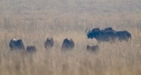 흰꼬리누 from Rietvlei Nature Reserve, 14 Game Reserve Ave, Rietvallei 377-Jr, Pretoria, 0181, South Africa on 2025년 07월 19일... 