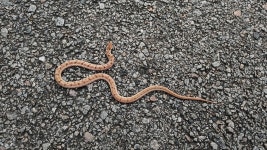 Oligodon taeniolatus from 7MJC+7FF, Chamundi Hill, Mysuru, Karnataka 570010, India on 2025년 08월 04일 (월) at 06:43 오후 by N... 