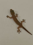 집도마뱀부치 from MX on 2022년 06월 17일 (금) at 09:36 오후 by dabossconn · iNaturalist 집도마뱀부치 (Hemidactylus frenatus)