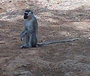 Chlorocebus tantalus from Say, Niger on 2016년 02월 24일 (수) at 02:42 오후 by ONG OeBenin. Photos By Trail Camera... 