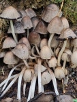 두엄먹물버섯 from Krasnoturinsk gorsovet, RU-SV, RU on... 오전 by valdeur · iNaturalist 두엄먹물버섯 (Coprinopsis atramentaria)