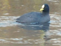 Fulica armillata from 8G2H+MQ, Dique Florentino Ameghino, Chubut, Argentina on 2025년 07월 13일 (일) at 09:52 오전 by Agus.... 