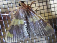 Rehimena phrynealis from 대한민국 충청남도 예산군 대술면 on 2016년 08월 04일 (목) at 07:00 오후 by onidiras-iNaturalist... 