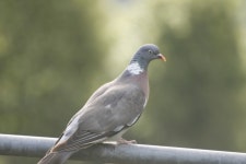 숲비둘기 from Mayfield, Ashbourne DE6, UK on 2025년 08월... 오전 by Albert Rainbow · iNaturalist 숲비둘기 (Columba palumbus)