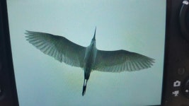 쇠백로 from 487-254 Sangam-dong Mapo-gu, Seoul on 2016년 11월 13일 (일) at 05:15 오후 by Amaël Borzée · iNaturalist 쇠백로... 