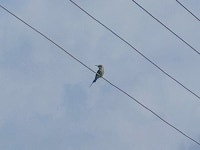 녹색벌잡이새 from Belati, Maharashtra 413002, India on 2025년 08월 12일 (화) at 04:34 오후 by Om Dhuttargaonkar · iNaturalist... 
