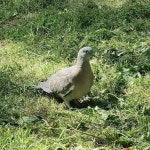 숲비둘기 from Курск, Курская обл., Россия, 305004 on 2025년 08월 14일 (목) at 03:01 오후 by mikami-kun... 