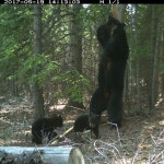 아메리카흑곰 from Yukon, YT, Canada on 2017년 05월 19일 (금) by Gabe · iNaturalist 아메리카흑곰 (Ursus americanus)
