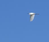쇠백로 from 53291, Novalja, Kroatien on 2025년 08월 18일 (월) at 12:37 오후 by Edith Bucher · iNaturalist 쇠백로 (Egretta... 