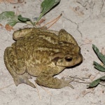 가시두꺼비 from 05600 Guillestre, France on 2025년 08월 18일... at 10:10 오후 by gt13013 · iNaturalist 가시두꺼비 (Bufo spinosus)