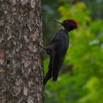 까막딱따구리 from Быково, Московская обл.... Vasily Kalinichenko · iNaturalist 까막딱따구리 (Dryocopus martius)