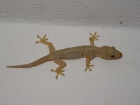 집도마뱀부치 in 8월 2025 by James Lefebvre · iNaturalist 집도마뱀부치 (Hemidactylus frenatus)