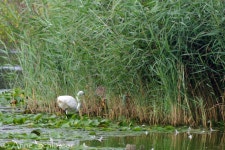 중대백로 from 66763 Dillingen, Germany on 2025년 08월 23일 (토) at 08:48 오전 by Anne Schlösser. When you look close, you... 