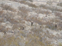 Ferocactus cylindraceus from Whitewater, CA 92282, USA on 2025년 08월 28일 (목) at 02:40 오후 by Collier Sparks · iNaturalist... 