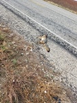 USA on 2019년 11월 08일 (금) at 02:17 오후 by Robert Goodwin. Road kill found along FM 765 · iNaturalist Urocyon cinereoargenteus
