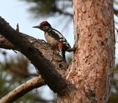 오색딱따구리 from Eyüpsultan/İstanbul, Türkiye on 2025년... 오전 by frogbandit · iNaturalist 오색딱따구리 (Dendrocopos major)