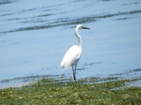 중대백로 from St Kilda SA 5110, Australia on 2019년 11월 10일 (일) at 12:32 오후 by littlellama · iNaturalist 중대백로... 