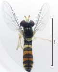Sphaerophoria macrogaster from Auckland 1072 on 2016년 11월 26일 (토) by Stephen Thorpe. &lt;em&gt;Locality: NEW ZEALAND AK... 