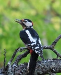오색딱따구리 from Nagymaros, Nagymaros Nagymaros, Szálloda... Palavári Krónika · iNaturalist 오색딱따구리 (Dendrocopos major)