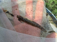 꾹저구 from Ibaraki, Osaka, Japan on 2015년 08월 02일 (일) by hironobusasaki · iNaturalist 꾹저구 (Gymnogobius urotaenia)