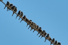 참새 in 1월 2025 by YUKI · iNaturalist 참새 (Subspecies Passer montanus saturatus)