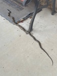 Pantherophis obsoletus from Main St, Cedar Park, TX, US on 2025년 09월 06일 (토) at 09:27 오전 by jvx370055 · iNaturalist... 