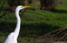 중대백로 from 72XJ+9X, Monte Patria, Coquimbo, Chile on 2025년 09월 03일 (수) at 04:08 오후 by Isabel (AlikantoChile)... 