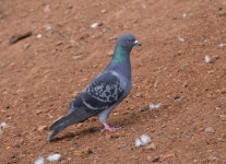 비둘기 from Ponta Do Sol, Portugal on 2019년 10월 27일 (일)... Emmerson · iNaturalist 비둘기 (Subspecies Columba livia domestica)