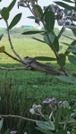 Calotes versicolor from SILVER OAK BLOCK, ALLIANCE ORCHID SPRINGS, Korattur Tank, Korattur, Puthagaram, Chennai, Tamil Nadu 600076... 