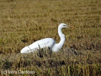 중대백로 from Vila Franca de Xira, 2600, Portugal on 2019년 11월 16일 (토) at 10:29 오전 by Vera Cardoso · iNaturalist... 