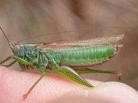 변색쌕쌔기 from 30770 Aumessas, France on 2025년 09월 14일 (일) at 11:09 오전 by Axel Pajot · iNaturalist 변색쌕쌔기... 