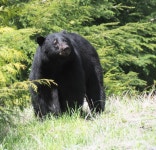 아메리카흑곰 from Cowichan Valley, BC, Canada on 2025년 05월... 오후 by royann · iNaturalist 아메리카흑곰 (Ursus americanus)