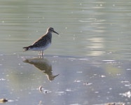 아메리카메추라기도요 from McKinley, Kelowna, BC, Canada on 2025년 09월 15일 (월) at 08:42 오전 by Bob Lalonde · iNaturalist... 