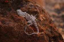 Ctenophorus caudicinctus from Yalgoo, WA, AU on 2025년 09월 03일 (수) at 03:51 오후 by lizzyfieldfinds · iNaturalist... 