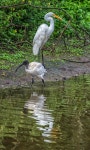 중대백로 from Brisbane QLD, Australia on 2016년 03월 13일 (일) at 08:42 오전 by sdoug7405. Minnippi Wetlands · iNaturalist... 