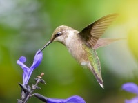 Archilochus colubris from Brookside Gardens, 1800 Glenallan Ave, Wheaton, MD 20902, USA on 2025년 09월 16일 (화) at 07:37 오전... 