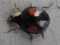 Harmonia axyridis conspicua from 대한민국 충청남도 천안시 동남구 목천읍 교촌7길 46-12 on 2019년 11월 24일 (일) at 11... 
