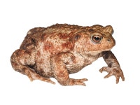 유럽두꺼비 from Newborough National Nature Reserve and Forest... 오후 by Nathan Jackson · iNaturalist 유럽두꺼비 (Bufo bufo)