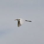 중대백로 from 76474 Au am Rhein, Germany on 2025년 09월 17일 (수) at 01:33 오후 by LnLcFlx · iNaturalist 중대백로 (Ardea alba)